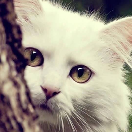 吃瓜娱乐酱抱枕猫,吃瓜娱乐酱带你领略萌宠魅力